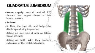 QUADRATUS LUMBORUM
• Nerve supply: ventral rami of 12th
thoracic and upper three or four
lumbar nerves
• Actions:
• It fixes the last rib and helps the
diaphragm during inspiration.
• Acting on one side it acts as lateral
flexor of trunk
• Acting on both sides they produce
extension of the vertebral column.
 
