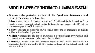 MIDDLE LAYER OF THORACO-LUMBAR FASCIA
• It covers the posterior surface of the Quadratus lumborum and
presents following attachments:
• Above: attached to the lower border of 12th rib and is thickened to form
lumbo-costal ligament which extends from lower border of 12th rib to
transverse process of L1 vertebra.
• Below: attached to posterior part of iliac crest and is thickened to blends
with the ilio-lumbar ligament
• Medially: attached to the tips of transverse process of lumbar vertebrae and
to inter-transversus muscles between the vertebrae.
• Laterally: blends with the anterior layer at the lateral border of the
quadratus lumborum and with the posterior layer at the lateral border of
erector spinae.
 