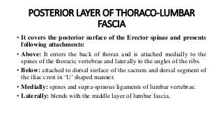 POSTERIOR LAYER OF THORACO-LUMBAR
FASCIA
• It covers the posterior surface of the Erector spinae and presents
following attachments:
• Above: It enters the back of thorax and is attached medially to the
spines of the thoracic vertebrae and laterally to the angles of the ribs.
• Below: attached to dorsal surface of the sacrum and dorsal segment of
the iliac crest in ‘U’ shaped manner.
• Medially: spines and supra-spinous ligaments of lumbar vertebrae.
• Laterally: blends with the middle layer of lumbar fascia.
 