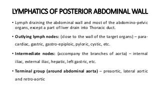LYMPHATICS OF POSTERIOR ABDOMINAL WALL
• Lymph draining the abdominal wall and most of the abdomino-pelvic
organs, except a part of liver drain into Thoracic duct.
• Outlying lymph nodes: (close to the wall of the target organs) – para-
cardiac, gastric, gastro-epiploic, pyloric, cystic, etc.
• Intermediate nodes: (accompany the branches of aorta) – internal
iliac, external iliac, hepatic, left gastric, etc.
• Terminal group (around abdominal aorta) – preaortic, lateral aortic
and retro-aortic
 