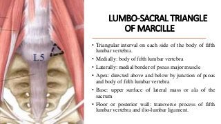 LUMBO-SACRAL TRIANGLE
OF MARCILLE
• Triangular interval on each side of the body of fifth
lumbar vertebra.
• Medially: body of fifth lumbar vertebra
• Laterally: medial border of psoas major muscle
• Apex: directed above and below by junction of psoas
and body of fifth lumbar vertebra
• Base: upper surface of lateral mass or ala of the
sacrum
• Floor or posterior wall: transverse process of fifth
lumbar vertebra and ilio-lumbar ligament.
 