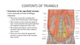 CONTENTS OF TRIANGLE
• Structures of the superficial stratum:
cross vertically in from of oblique
structures
• The ureter crosses the common iliac
vessels at the lateral angle of the triangle
• The ovarian vessels crosses the internal
iliac vessels (lateral to the ureter)and enter
the suspensory ligament of the ovary.
• The inferior mesenteric vessels traverse
the pelvic inlet in front of the common
iliac vessels
• The nerve fivers from the hypogastric
plexuses ascend in front of the common
iliac vessels.
 
