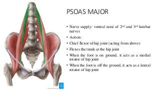 PSOAS MAJOR
• Nerve supply: ventral rami of 2nd and 3rd lumbar
nerves
• Action:
• Chief flexor of hip joint (acting from above)
• Flexes the trunk at the hip joint
• When the foot is on ground, it acts as a medial
rotator of hip joint
• When the foot is off the ground, it acts as a lateral
rotator of hip joint
 