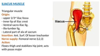 Here is theposterior abdominal wall.pptx