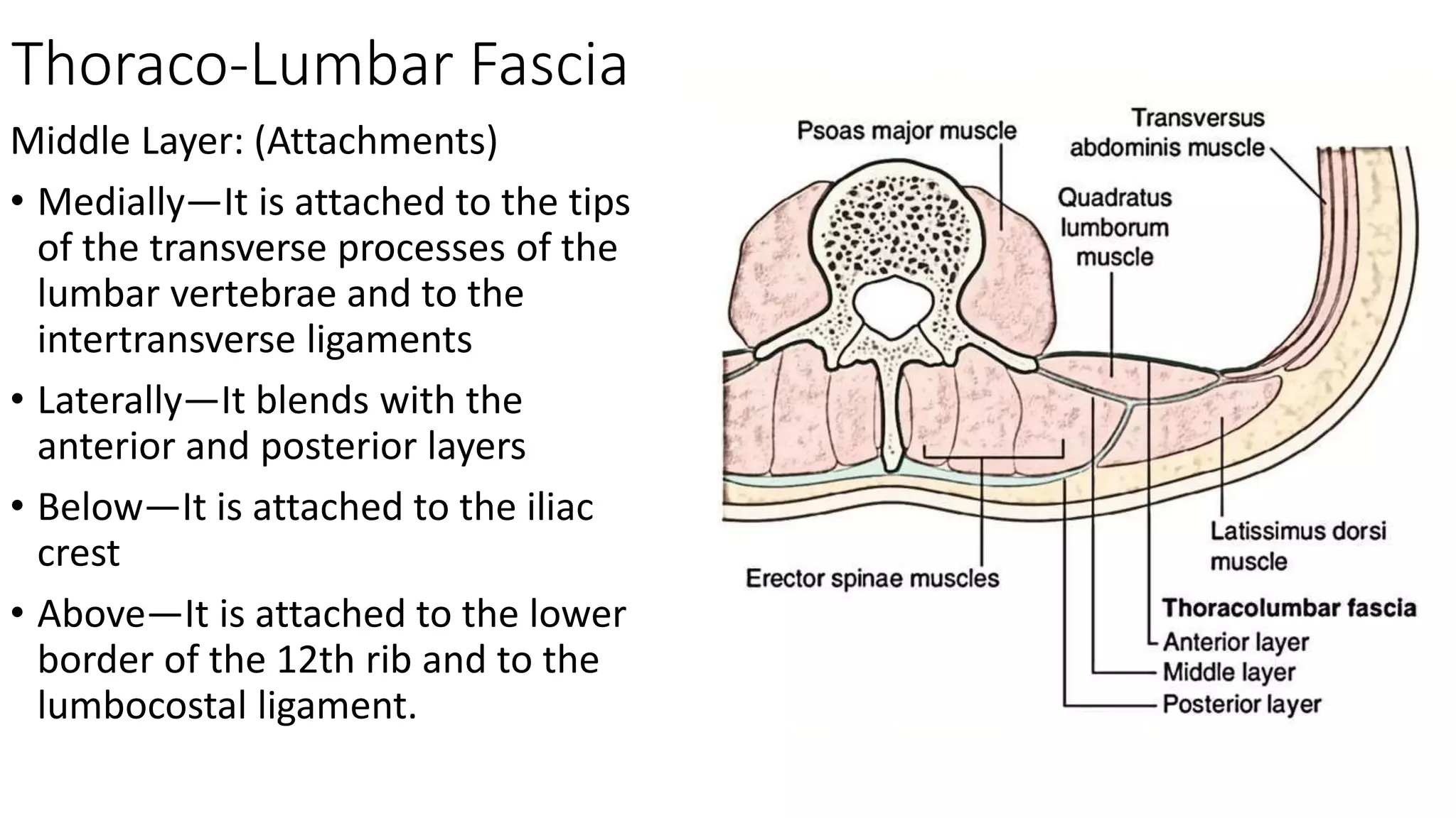 Thoraco-Lumbar Fascia
Middle Layer: (Attachments)
• Medially—It is attached to the tips
of the transverse processes of the
lumbar vertebrae and to the
intertransverse ligaments
• Laterally—It blends with the
anterior and posterior layers
• Below—It is attached to the iliac
crest
• Above—It is attached to the lower
border of the 12th rib and to the
lumbocostal ligament.
 
