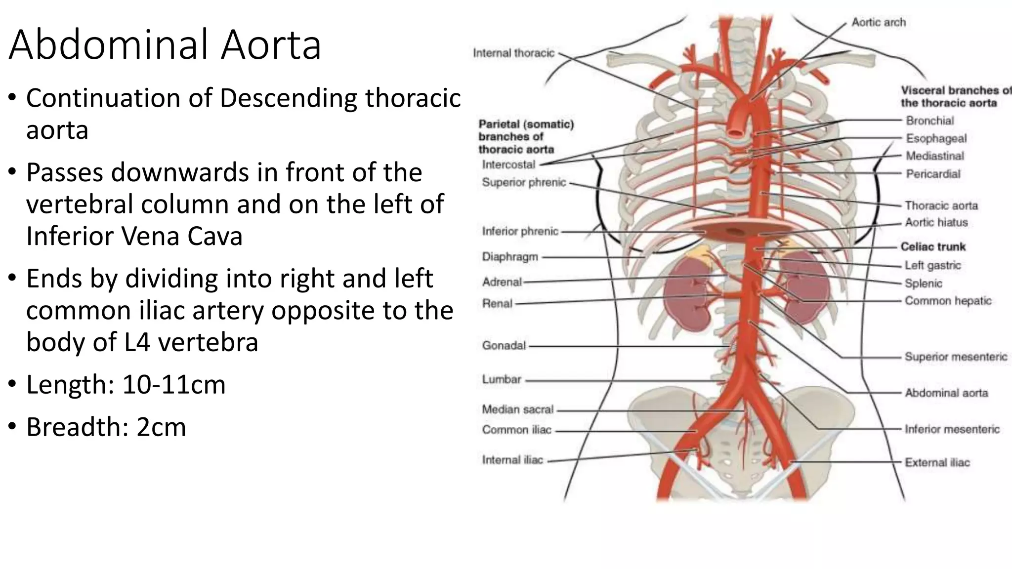 Abdominal Aorta
• Continuation of Descending thoracic
aorta
• Passes downwards in front of the
vertebral column and on the left of
Inferior Vena Cava
• Ends by dividing into right and left
common iliac artery opposite to the
body of L4 vertebra
• Length: 10-11cm
• Breadth: 2cm
 