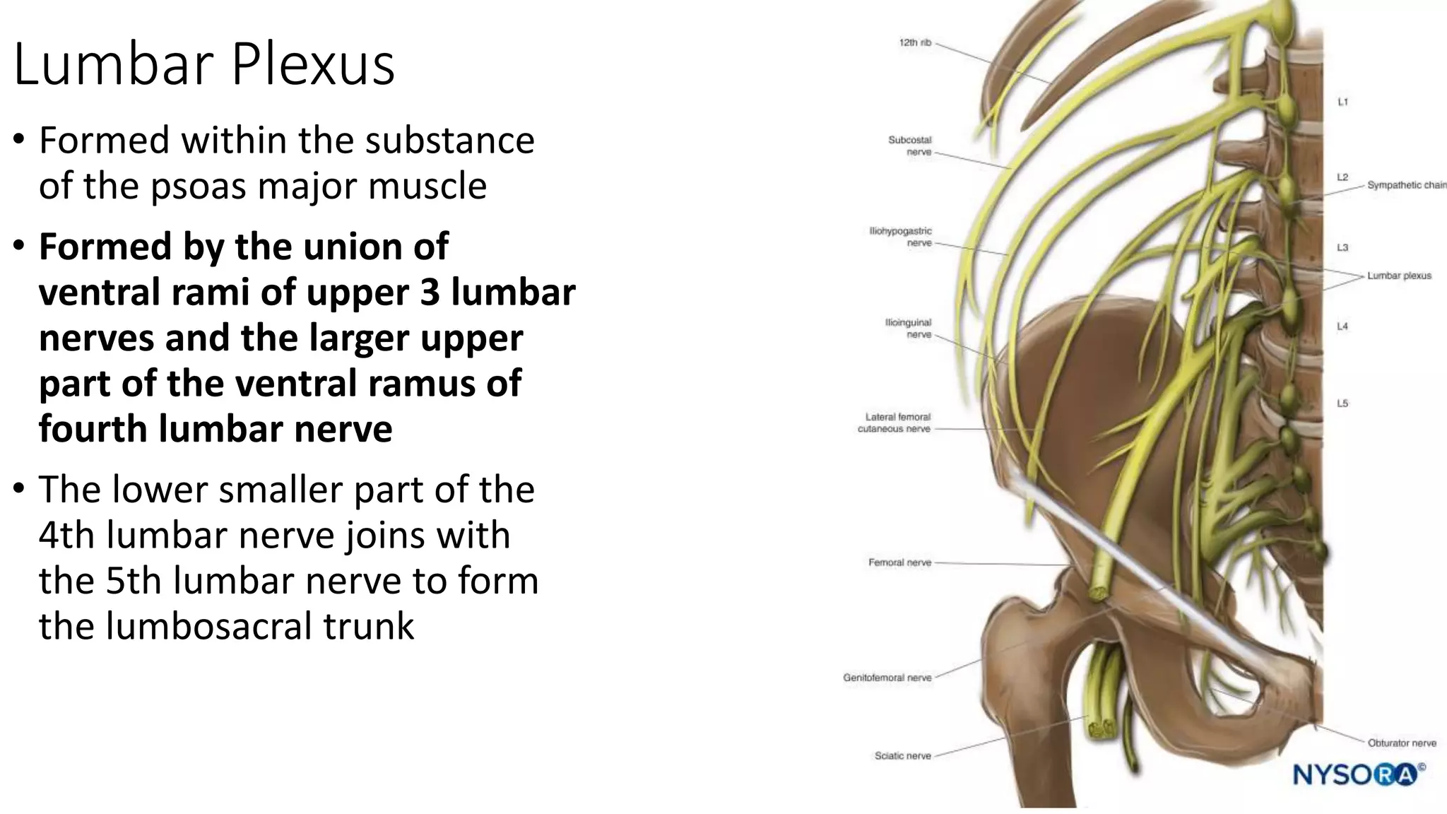 Lumbar Plexus
• Formed within the substance
of the psoas major muscle
• Formed by the union of
ventral rami of upper 3 lumbar
nerves and the larger upper
part of the ventral ramus of
fourth lumbar nerve
• The lower smaller part of the
4th lumbar nerve joins with
the 5th lumbar nerve to form
the lumbosacral trunk
 