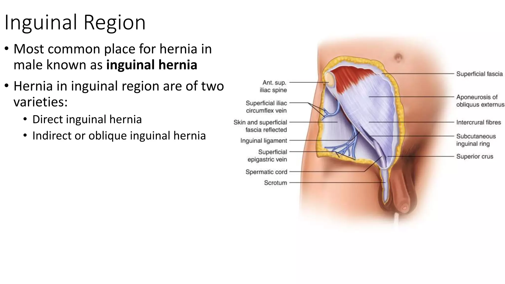 Inguinal Region
• Most common place for hernia in
male known as inguinal hernia
• Hernia in inguinal region are of two
varieties:
• Direct inguinal hernia
• Indirect or oblique inguinal hernia
 