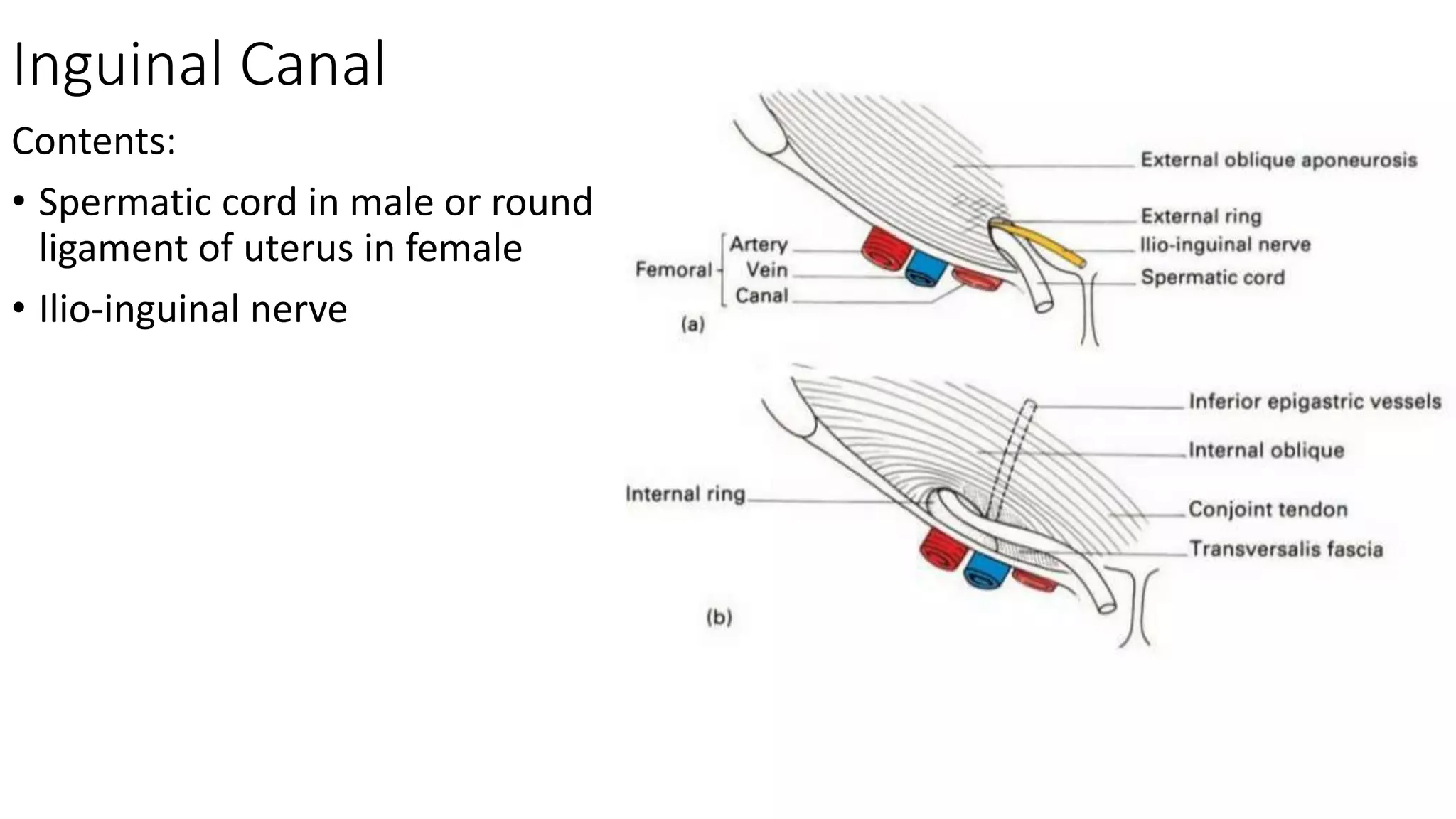 Inguinal Canal
Contents:
• Spermatic cord in male or round
ligament of uterus in female
• Ilio-inguinal nerve
 