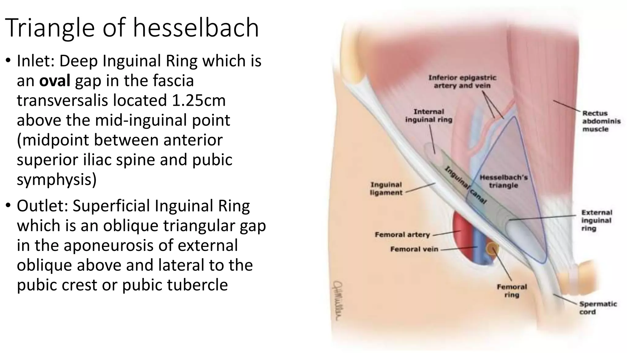 Triangle of hesselbach
• Inlet: Deep Inguinal Ring which is
an oval gap in the fascia
transversalis located 1.25cm
above the mid-inguinal point
(midpoint between anterior
superior iliac spine and pubic
symphysis)
• Outlet: Superficial Inguinal Ring
which is an oblique triangular gap
in the aponeurosis of external
oblique above and lateral to the
pubic crest or pubic tubercle
 
