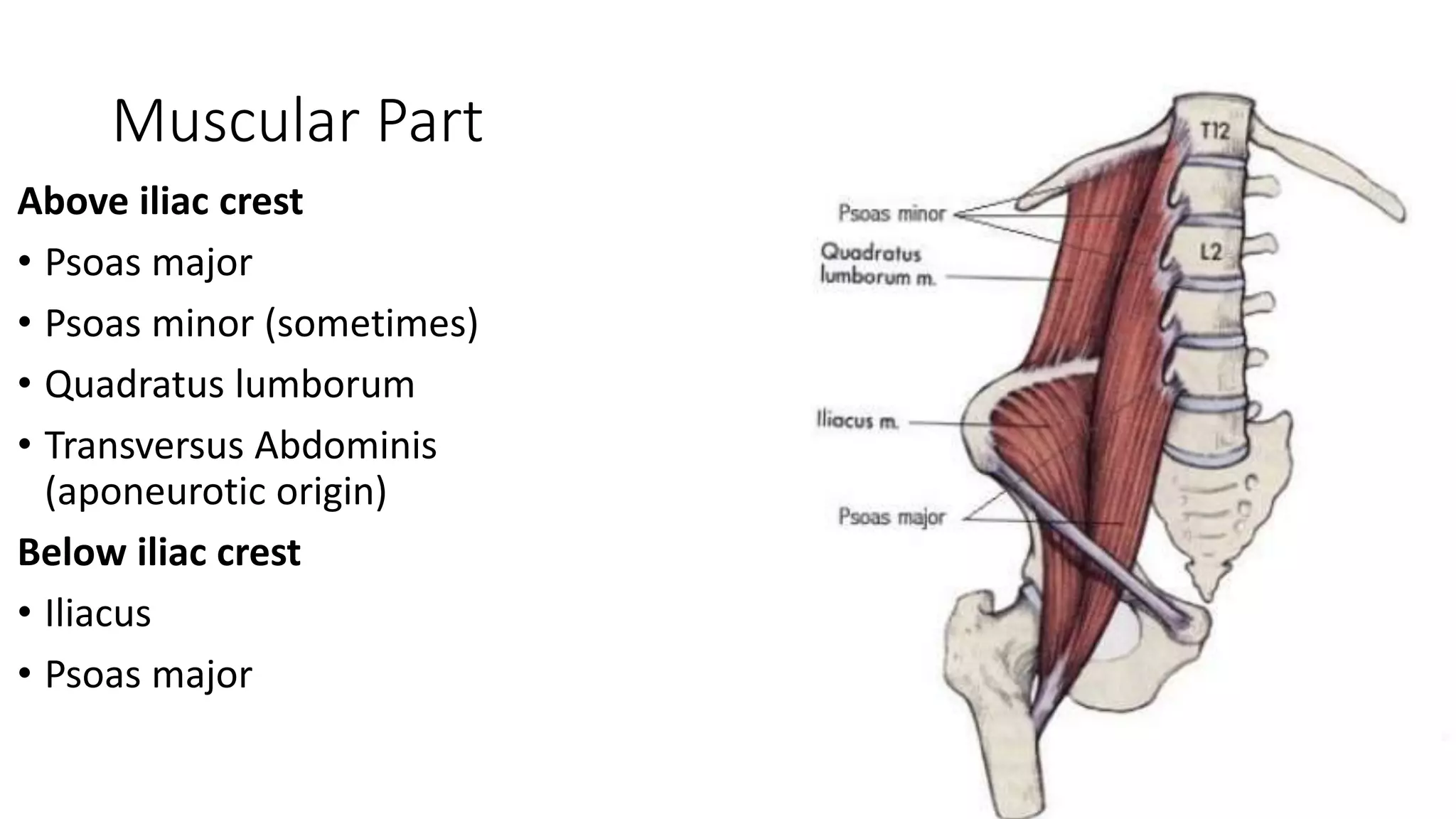 Muscular Part
Above iliac crest
• Psoas major
• Psoas minor (sometimes)
• Quadratus lumborum
• Transversus Abdominis
(aponeurotic origin)
Below iliac crest
• Iliacus
• Psoas major
 