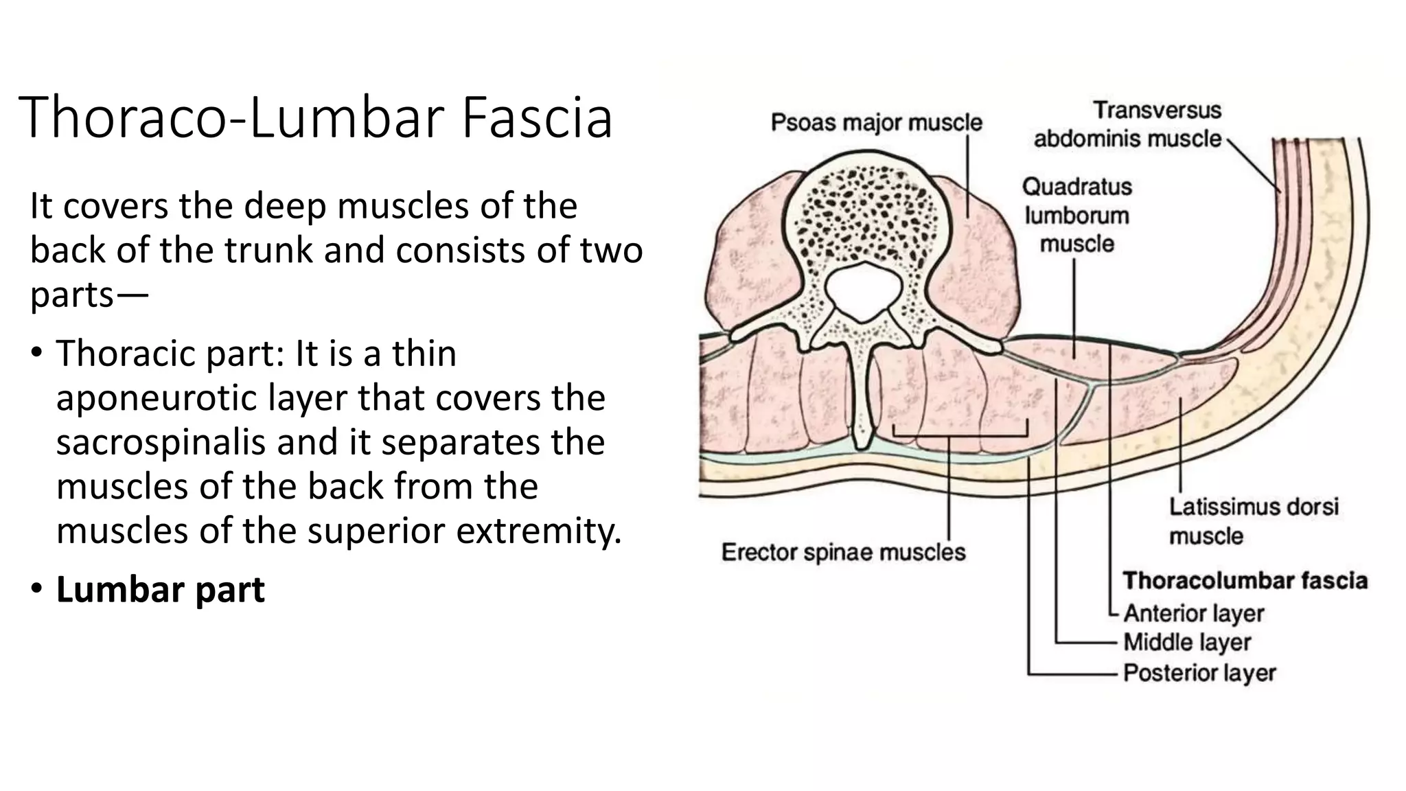 Thoraco-Lumbar Fascia
It covers the deep muscles of the
back of the trunk and consists of two
parts—
• Thoracic part: It is a thin
aponeurotic layer that covers the
sacrospinalis and it separates the
muscles of the back from the
muscles of the superior extremity.
• Lumbar part
 