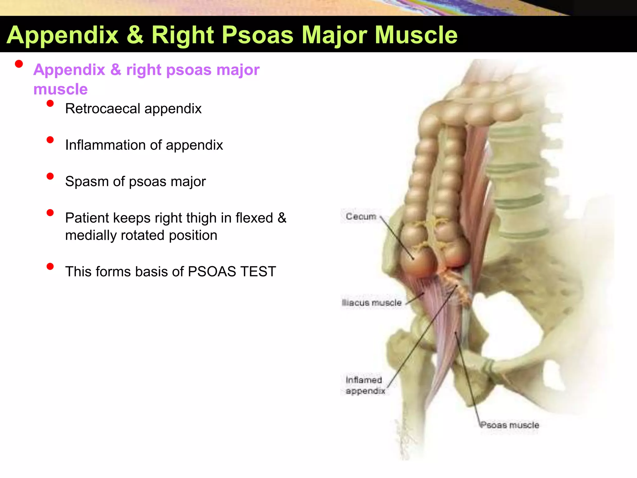 Posterior Abdominal Wall YAYDAR.ppt
