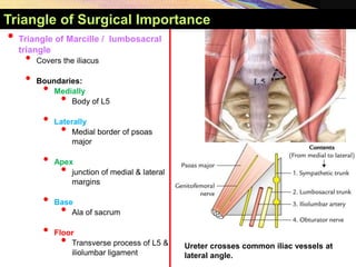 Posterior Abdominal Wall YAYDAR.ppt