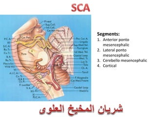 Segments:
1. Anterior ponto
mesencephalic
2. Lateral ponto
mesencephalic
3. Cerebello mesencephalic
4. Cortical
 