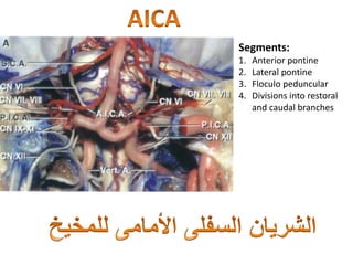 Segments:
1. Anterior pontine
2. Lateral pontine
3. Floculo peduncular
4. Divisions into restoral
and caudal branches
 