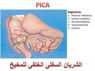 Segments:
1. Anterior medullary
2. Lateral medullary
3. Tonsillomedullary
4. Telovelotonsilar
5. Cortical
 