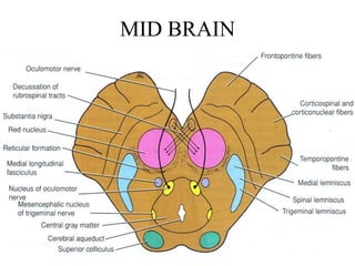 MID BRAIN
 