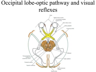 Occipital lobe-optic pathway and visual
reflexes
 