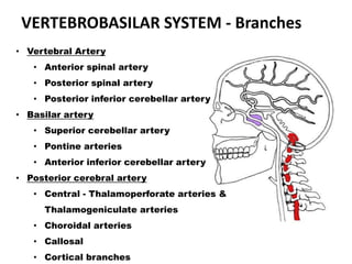VERTEBROBASILAR SYSTEM - Branches
• Vertebral Artery
• Anterior spinal artery
• Posterior spinal artery
• Posterior inferior cerebellar artery
• Basilar artery
• Superior cerebellar artery
• Pontine arteries
• Anterior inferior cerebellar artery
• Posterior cerebral artery
• Central - Thalamoperforate arteries &
Thalamogeniculate arteries
• Choroidal arteries
• Callosal
• Cortical branches
 