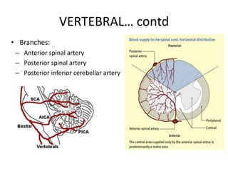 • Branches:
– Anterior spinal artery
– Posterior spinal artery
– Posterior inferior cerebellar artery
VERTEBRAL… contd
 