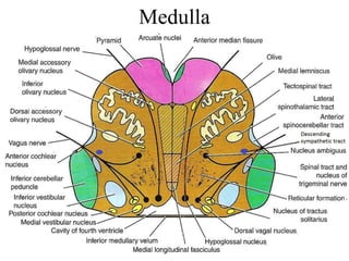 Medulla
 