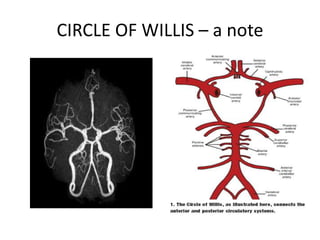 CIRCLE OF WILLIS – a note
 