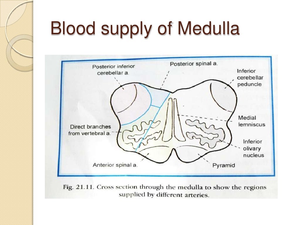 Posterior cerebral circulation - Gross Anatomy