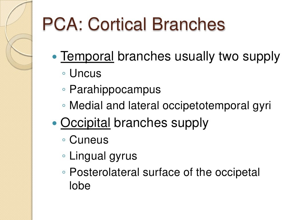 Posterior cerebral circulation - Gross Anatomy