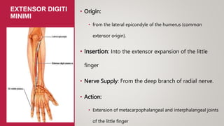 Posterior compartment of arm & forearm.pptx