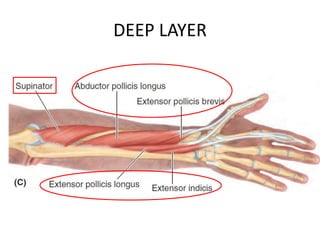 POSTERIOR COMPARTMENT OF FOREARM.pptx