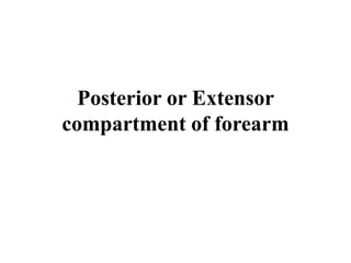 Posterior or Extensor
compartment of forearm
 