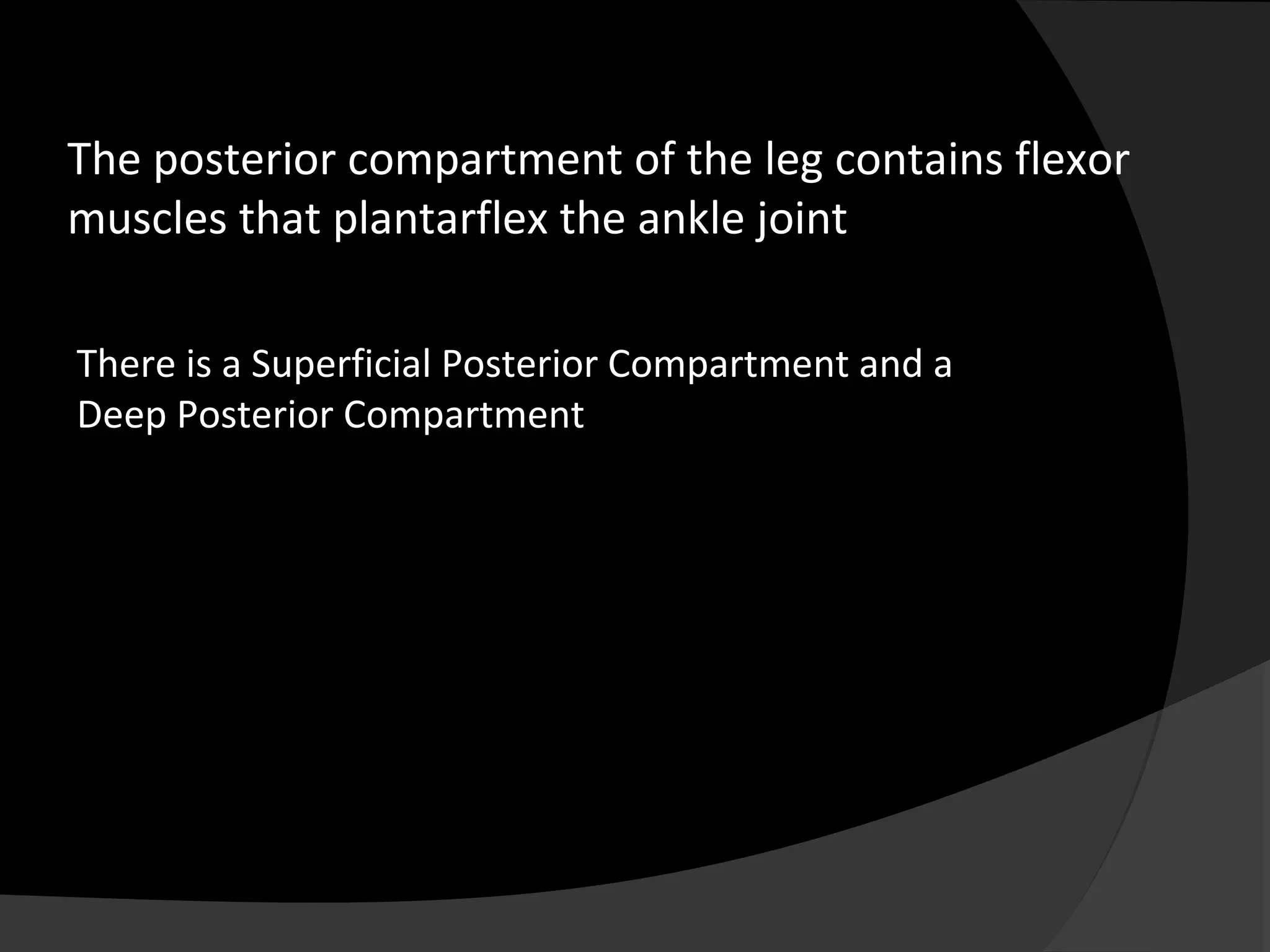 Posterior compartment of leg | PPT