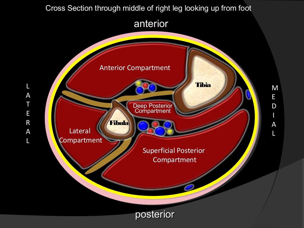 Posterior compartment of leg