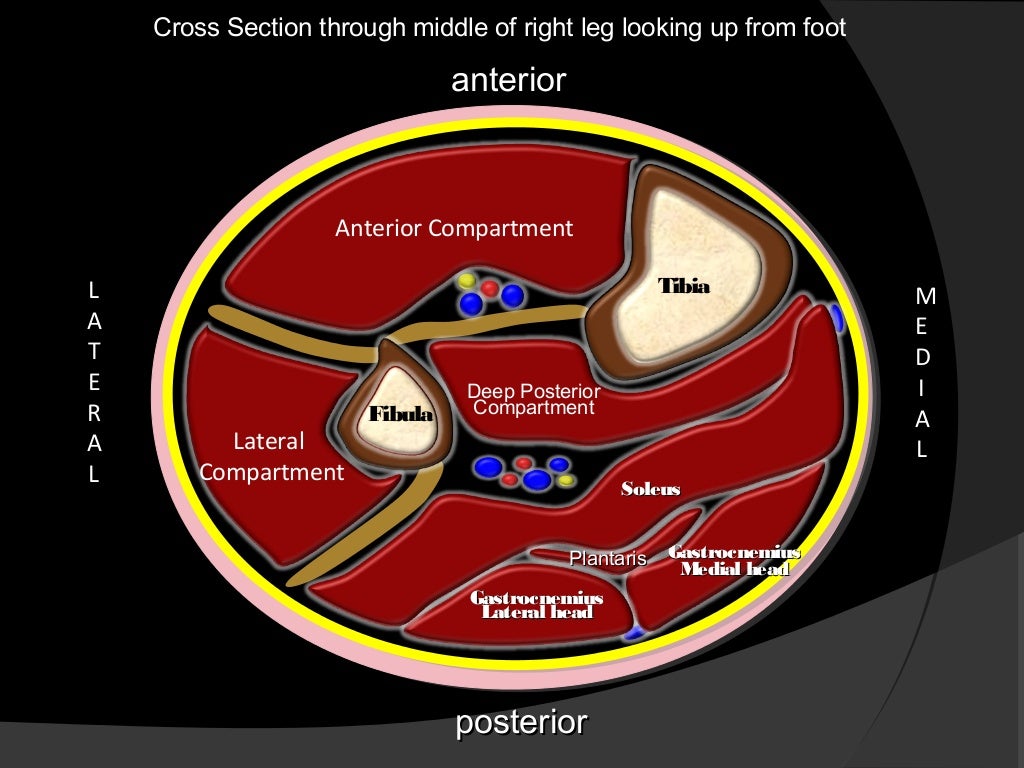 Posterior compartment of leg