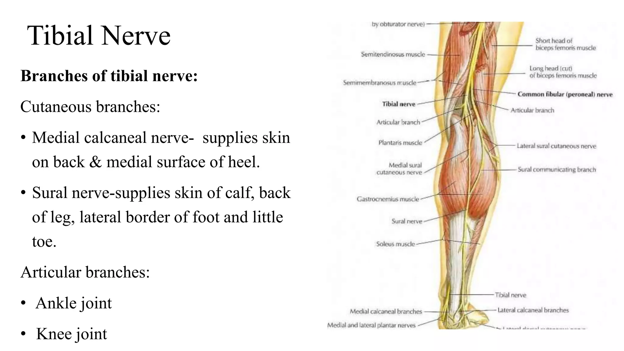 Posterior compartment of leg | PPTX