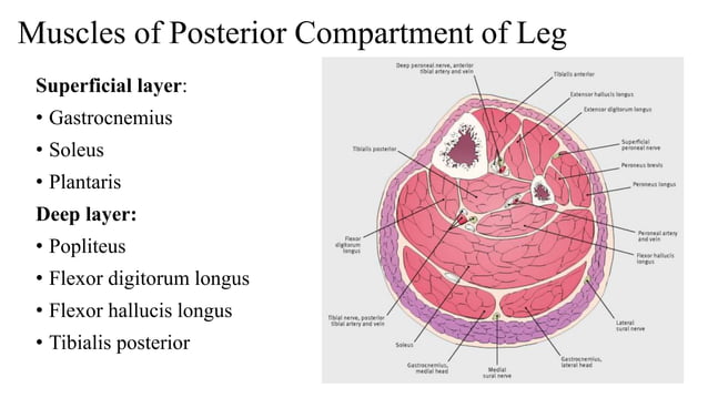 posterior-compartment-of-leg-pptx