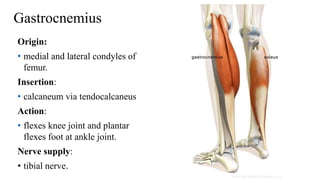 Posterior compartment of leg | PPTX