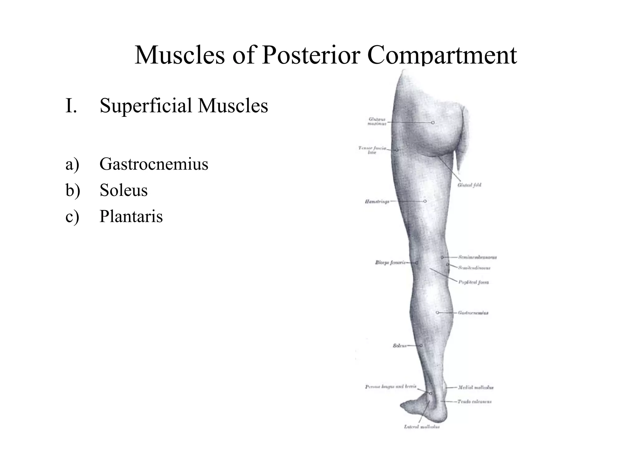 Internal Legs Posterior compartment of leg.pdf
