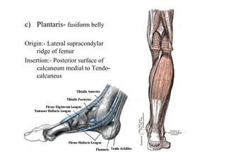 c) Plantaris- fusiform belly
Origin:- Lateral supracondylar
ridge of femur
Insertion:- Posterior surface of
calcaneum medial to Tendo-
calcaneus
 