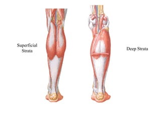 Superficial
Strata Deep Strata
 