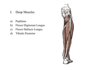 I. Deep Muscles
a) Popliteus
b) Flexor Digitorum Longus
c) Flexor Hallucis Longus
d) Tibialis Posterior
 