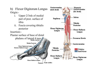b) Flexor Digitorum Longus
Origin:-
i. Upper 2/3rds of medial
part of post. surface of
tibia
ii. Fascia covering tibialis
posterior
Insertion:-
Plantar surface of base of distal
phalanx of lateral 4 toes
 