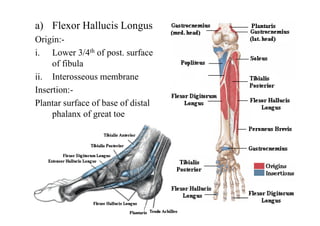 a) Flexor Hallucis Longus
Origin:-
i. Lower 3/4th of post. surface
of fibula
ii. Interosseous membrane
Insertion:-
Plantar surface of base of distal
phalanx of great toe
 
