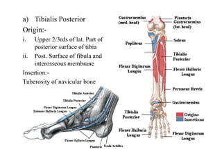 a) Tibialis Posterior
Origin:-
i. Upper 2/3rds of lat. Part of
posterior surface of tibia
ii. Post. Surface of fibula and
interosseous membrane
Insertion:-
Tuberosity of navicular bone
 