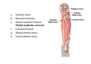 c. Nutrient artery
d. Muscular branches
e. Medial malleolar branch-
Medial malleolar network
f. Calcaneal branch
g. Medial plantar artery
h. Lateral plantar artery
 