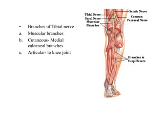 • Branches of Tibial nerve
a. Muscular branches
b. Cutaneous- Medial
calcaneal branches
c. Articular- to knee joint
 