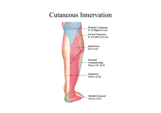 Cutaneous Innervation
 