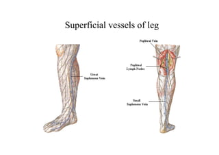 Superficial vessels of leg
 