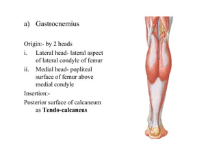 a) Gastrocnemius
Origin:- by 2 heads
i. Lateral head- lateral aspect
of lateral condyle of femur
ii. Medial head- popliteal
surface of femur above
medial condyle
Insertion:-
Posterior surface of calcaneum
as Tendo-calcaneus
 
